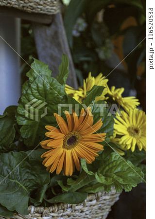 Close up orange and yellow gerbera in a wicker basket. Balcony design. Mock up and copy space. Close up orange and yellow gerbera in a wicker basket. Balcony design. Mock up and copy space. 116520538
