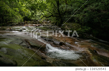 青紅葉が美しい新緑と滝の風景 116520541