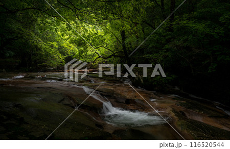 青紅葉が美しい新緑と滝の風景 116520544