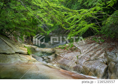 青紅葉が美しい新緑と滝の風景 116520557
