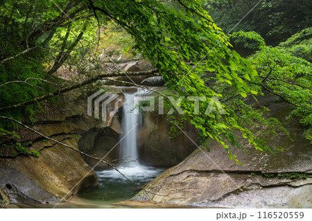 青紅葉が美しい新緑と滝の風景 116520559