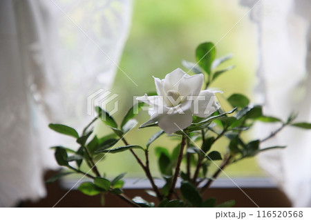 くちなしの白い花 116520568