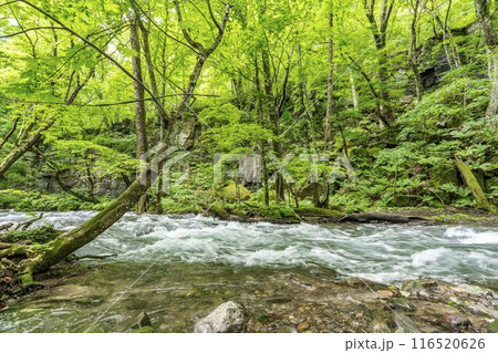 夏の奥入瀬渓流　奥入瀬川の流れ　青森県十和田市 116520626