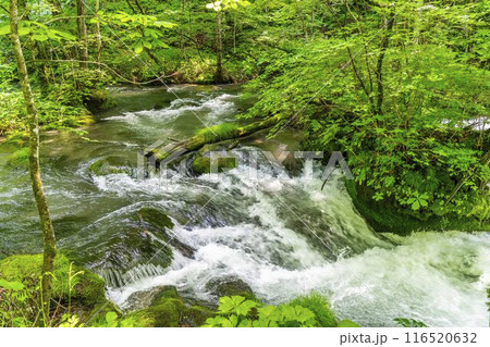 夏の奥入瀬渓流 石ヶ戸の瀬 青森県十和田市 夏の奥入瀬渓流 石ヶ戸の瀬 青森県十和田市 116520632