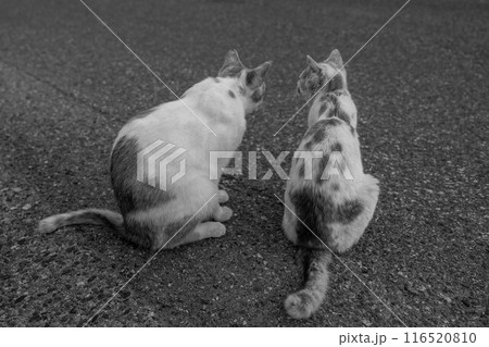 寄り添う猫の兄妹 寄り添う猫の兄妹 116520810