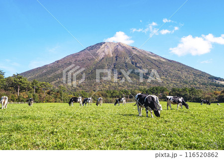 大山の紅葉と放牧中の牛たち　大山まきばみるくの里付近 116520862