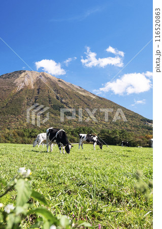 大山の紅葉と放牧中の牛たち　大山まきばみるくの里付近 116520863