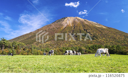 大山の紅葉と放牧中の牛たち　大山まきばみるくの里付近 116520875