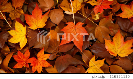 紅葉の落ち葉 紅葉の落ち葉 116521130