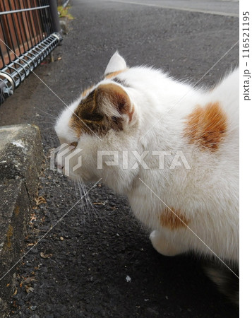 相鉄線星川駅　三毛猫　地域猫 116521195