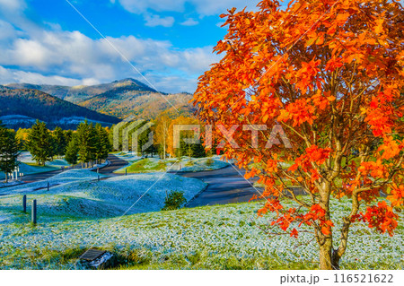 日差しの中の秋色 116521622