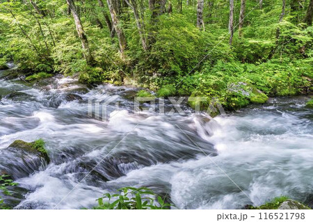夏の奥入瀬渓流 三乱の流れ 青森県十和田市 夏の奥入瀬渓流 三乱の流れ 青森県十和田市 116521798