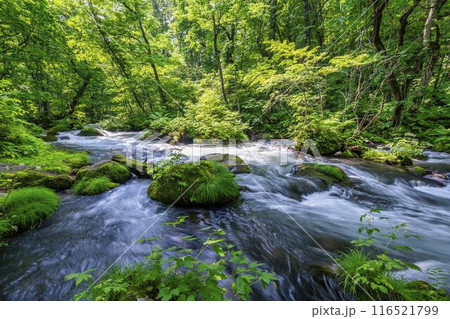 夏の奥入瀬渓流 石ヶ戸の瀬 青森県十和田市 夏の奥入瀬渓流 石ヶ戸の瀬 青森県十和田市 116521799