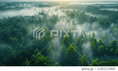 Panoramic view of forest with morning fog, aerial spaces. 116521909