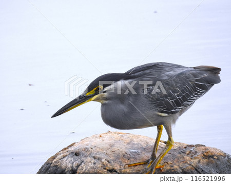 ゴイサギ 116521996
