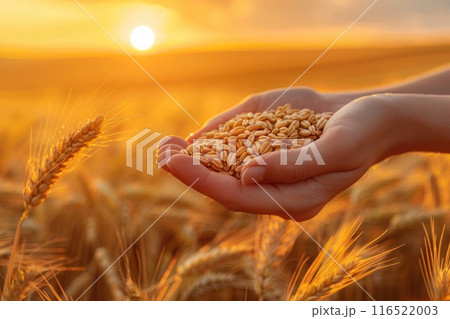 Hands holding grains of wheat against a golden sunset. 116522003