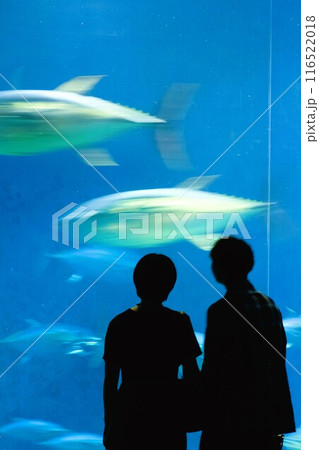 クロマグロの水槽を観るカップル クロマグロの水槽を観るカップル 116522018