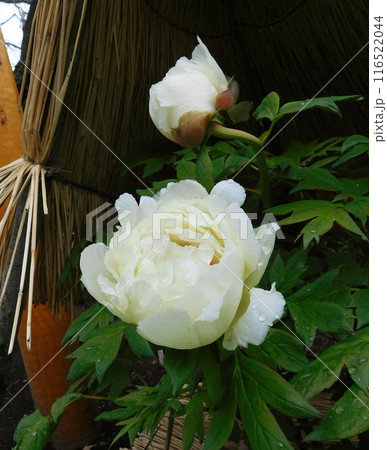 鎌倉 鶴岡八幡宮 神苑ボタン園 ボタン 鎌倉 鶴岡八幡宮 神苑ボタン園 ボタン 116522044