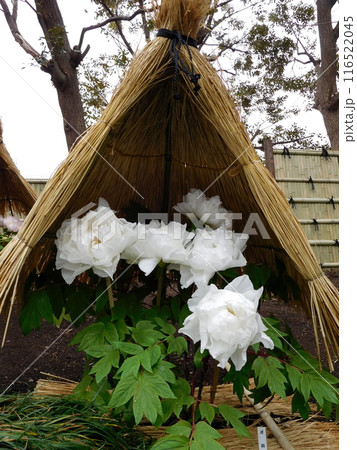鎌倉　鶴岡八幡宮　神苑ボタン園　ボタン　 116522045