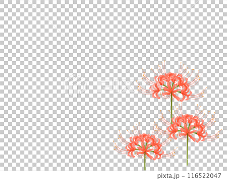 Higantic flower·marlin Higantic flower·marlin 116522047