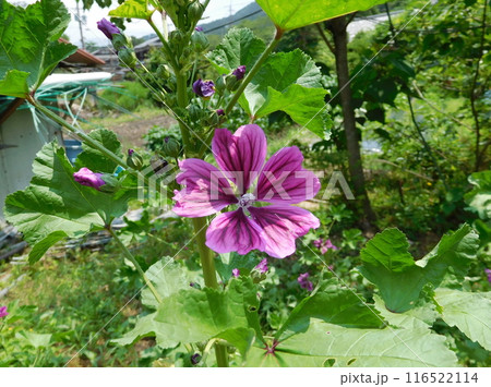 京都 大原 三千院 ウスベニアオイ 京都 大原 三千院 ウスベニアオイ 116522114