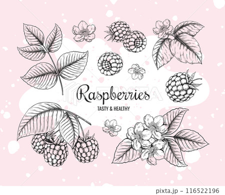 Raspberry sketch. Vintage berry. Tasty and healthy fruit. Blackberry flavor. Outline wild forest leaves. Plant branches. Jam or dessert. Botanical drawing elements. Vector frame banner 116522196