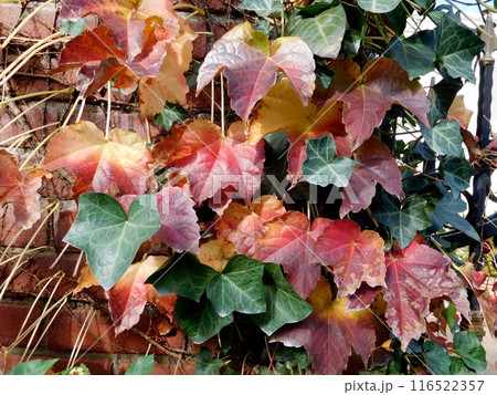 ナツヅタの紅葉 116522357