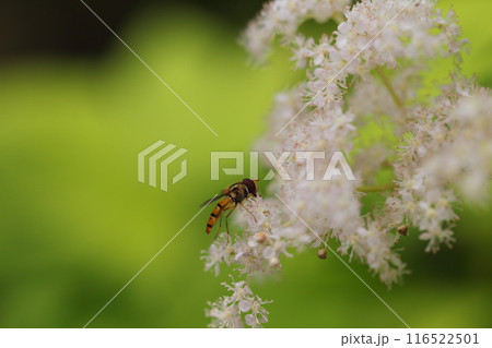 ハナアブとキョウカノコ ハナアブとキョウカノコ 116522501