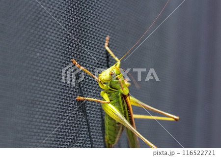 家の網戸にいるキリギリス 家の網戸にいるキリギリス 116522721