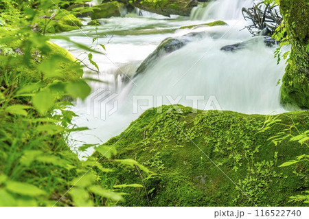 夏の奥入瀬渓流　飛金の流れ　青森県十和田市 116522740