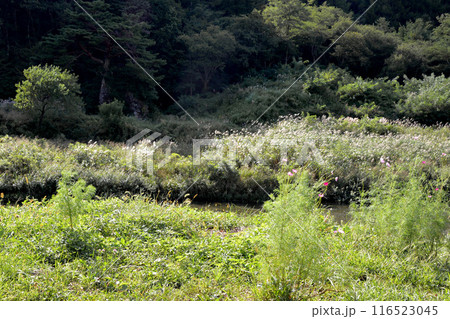 長野県木曽郡木祖村薮原_水の始発駅付近風景3_2023年9月 長野県木曽郡木祖村薮原_水の始発駅付近風景3_2023年9月 116523045