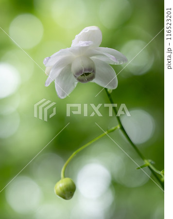 夏の森のレンゲショウマ 116523201