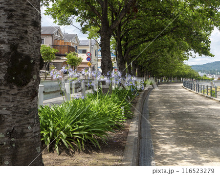 堤防沿いの花壇に咲くアガパンサスの花 堤防沿いの花壇に咲くアガパンサスの花 116523279