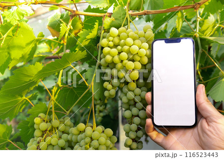 Artificial intelligent management system in farm. Smart gardening at home. Empty white screen mobile phone sample. Futuristic ai technologies in farming Artificial intelligent management system in farm. Smart gardening at home. Empty white screen mobile phone sample. Futuristic ai technologies in farming 116523443