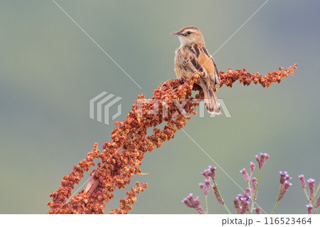 縄張りを監視するセッカ雄 縄張りを監視するセッカ雄 116523464