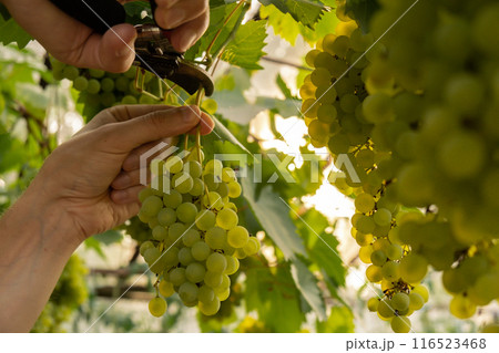 Close up of winemaker hands collect grape in vineyard open air during sunset. Organic home gardening and cultivation of greenery concept. Locally grown 116523468