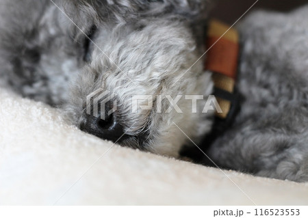横になるトイプードル 毛布の上で寝ているトイプードル 犬の表情 横になるトイプードル 毛布の上で寝ているトイプードル 犬の表情 116523553