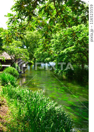 新緑 信州 安曇野 蓼川 新緑 信州 安曇野 蓼川 116523559