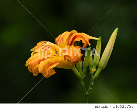 夏の森の薮萱草 夏の森の薮萱草 116523755