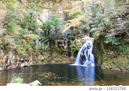 紅葉の名所 赤目四十八滝 紅葉の名所 赤目四十八滝 116523788