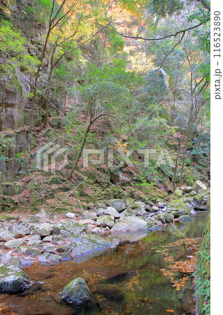 紅葉の名所 赤目四十八滝 紅葉の名所 赤目四十八滝 116523890