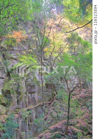 紅葉の名所　赤目四十八滝 116523894