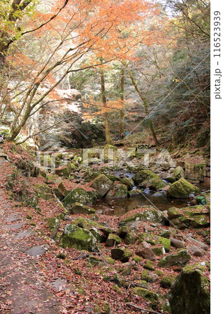 紅葉の名所　赤目四十八滝 116523939