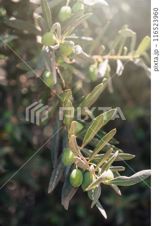 Green olives growing in olive tree, in mediterranean plantation, 116523960