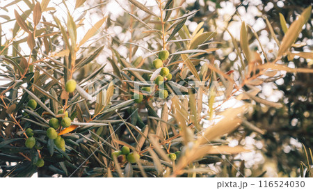 Green olives growing in olive tree, in mediterranean plantation, 116524030