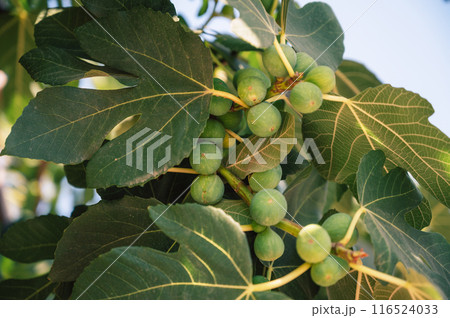 Figs on the branch of a fig tree Figs on the branch of a fig tree 116524033