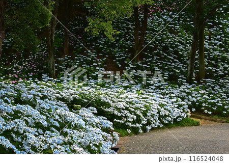 静岡県　可睡ゆりの園　一面の紫陽花 116524048
