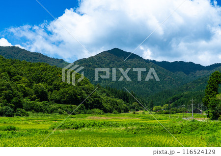 山麓から見た夏の毛無山　岡山県真庭郡新庄村 116524129