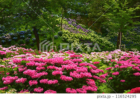 静岡県　可睡ゆりの園　一面の紫陽花 116524295
