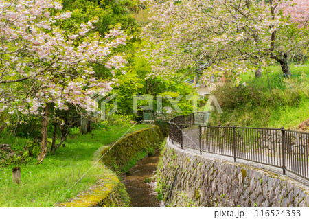 京都市左京区大原の里の春から初夏春の嬉しい景色撮影 京都市左京区大原の里の春から初夏春の嬉しい景色撮影 116524353
